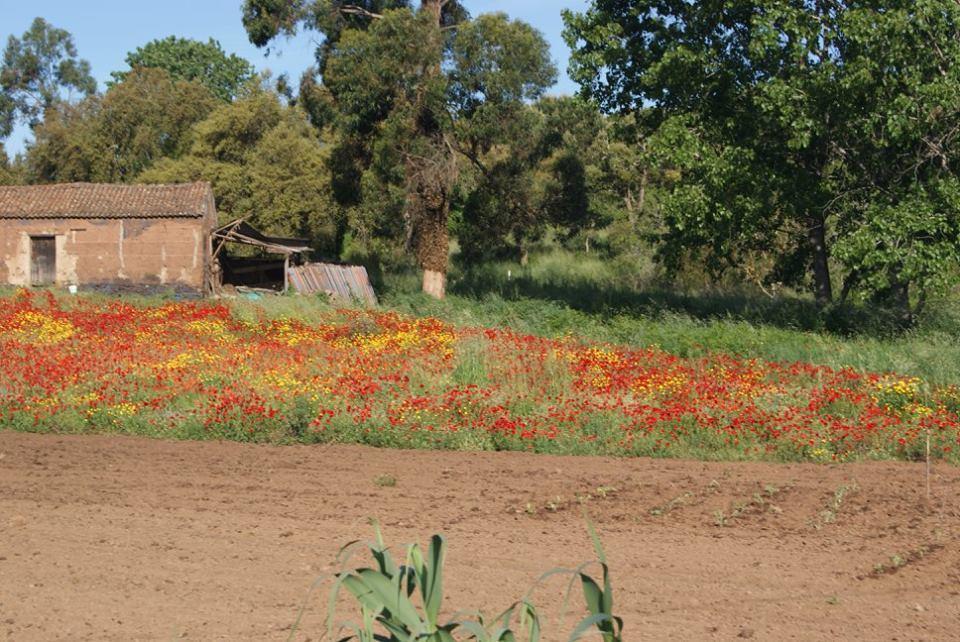 Apartamentos Bau-Doce Cercal do Alentejo ภายนอก รูปภาพ